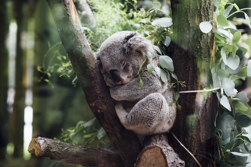 Koala in eucalyptus