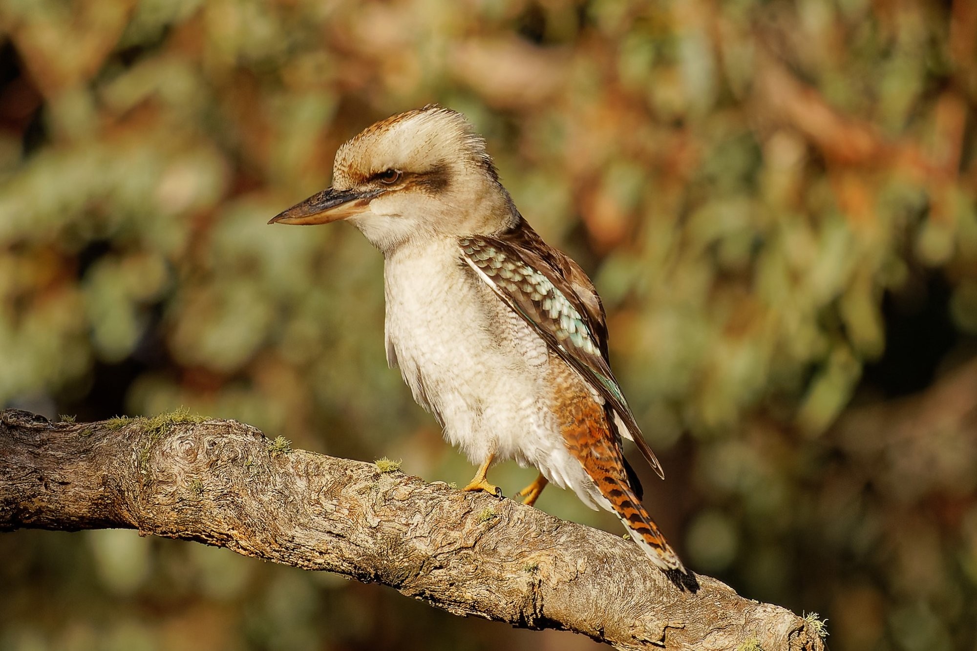 Kookaburra