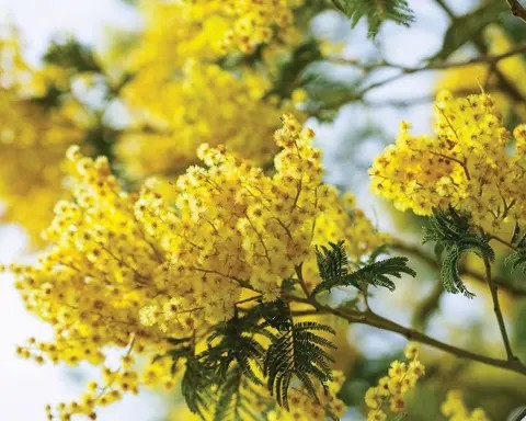 Wattleseed